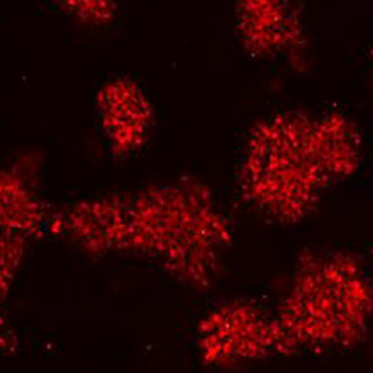 StemAb Anti human Nanog antibody(100 uL)Reprocell