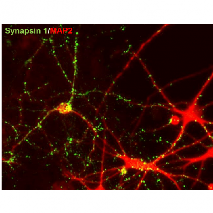 SynFire Induced Neurons